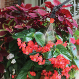 SOLO 456 PORTABLE 2 GALLON PRESSURE SPRAYER