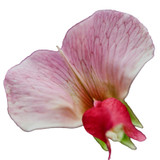 AUSTRIAN WINTER PEAS 50#