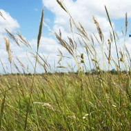 FALL SEED PRICE LIST 2023 Effective 8/29/2023