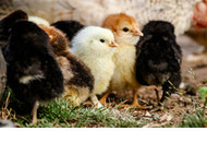 Chick Hatch Dates