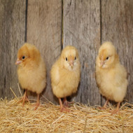 Chicks Hatch Dates 2024