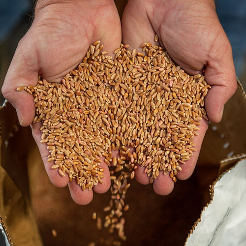 WEATHERMASTER BEARDLESS WHEAT 50#