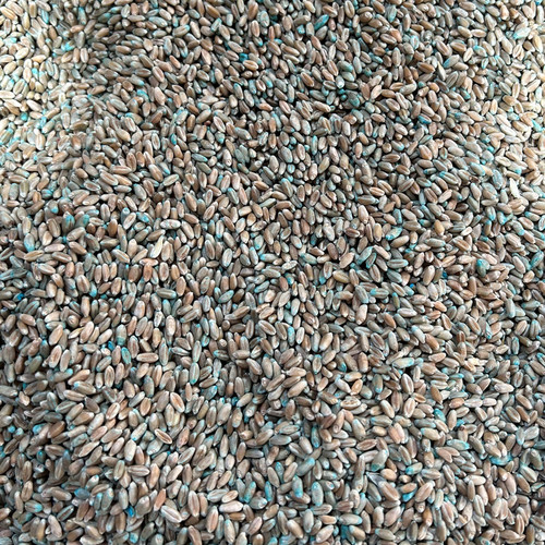 TREATED WEATHERMASTER BEARDLESS WHEAT 50#