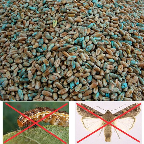 TREATED WEATHERMASTER BEARDLESS WHEAT 50#