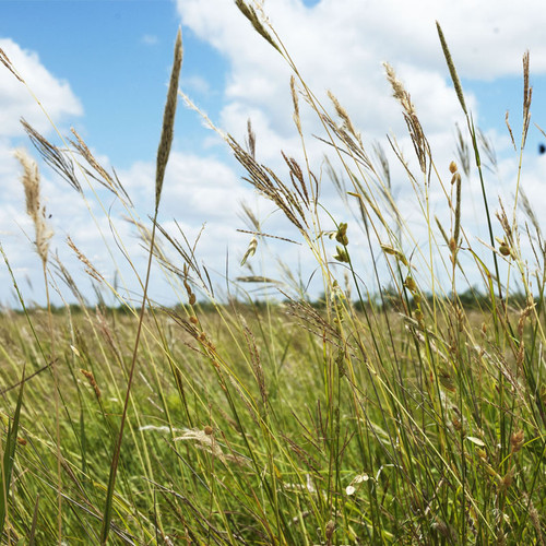 WEST TEXAS GRASS SEED MIX No.2 1#