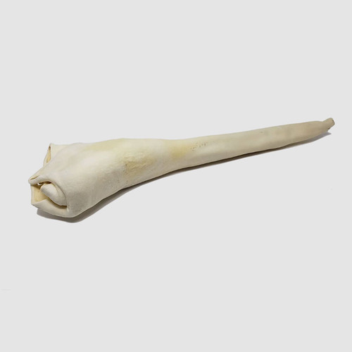 BULL TAIL, FULL LENGTH, HOME RANGE