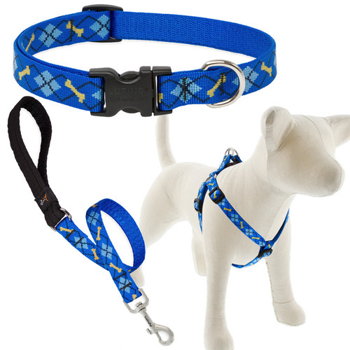 LUPINE, 3/4" DAPPER DOG