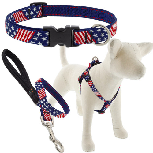 LUPINE, 3/4" OLD GLORY