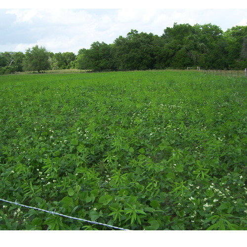 SPRING DEER FOOD PLOT MIX 50#