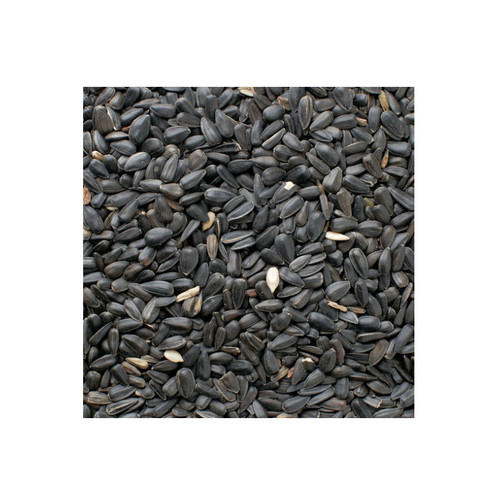BLACK OIL SUNFLOWER-50#