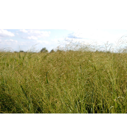 PIPELINE GRASS SEED MIX 1#