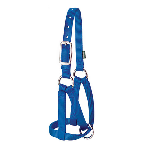 NYLON LLAMA HALTER SMALL BLUE