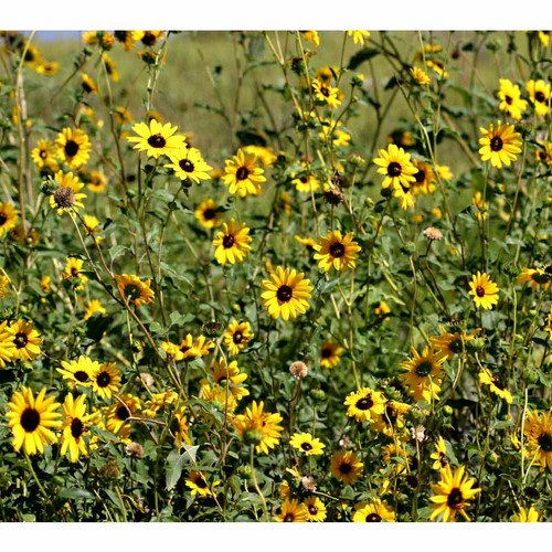 NATIVE SUNFLOWER 1#
lot#JH-21-SUN-, PLS 97.61% Purity 99.61%, Germ 98.00%