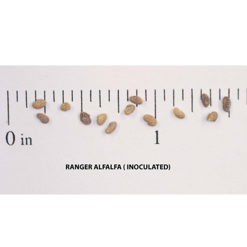 LADAK ALFALFA 1#