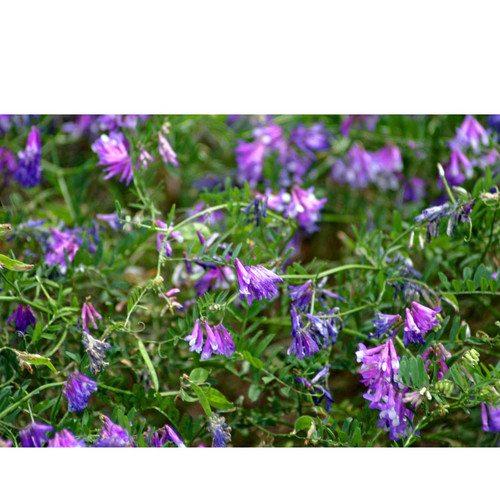 HAIRY VETCH 50#