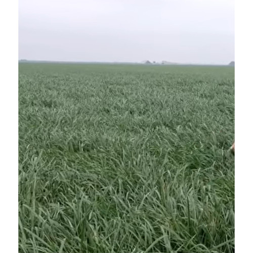 JUMBO RYEGRASS 50# (ANNUAL) JUMBO RYEGRASS 50# (ANNUAL)