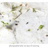 An image of the seeds embedded in the plantable cards sprouting, with the words "photographed after six days of watering" under it