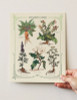 A hand holding up a "Poisoner's Herbs" vintage-looking print on yellowy sustainable straw paper