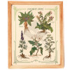 A framed "Poisoner's Herbs" vintage-looking print on yellowy sustainable straw paper