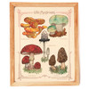 A framed "Wild Mushrooms" colorful vintage-looking print on yellowy sustainable straw paper