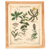 A framed "Medicinal Herbs" vintage-looking print on yellowy sustainable straw paper