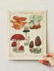 A hand holding up a "Wild Mushrooms" colorful vintage-looking print on yellowy sustainable straw paper