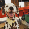 A smiling Dalmatian wearing a yellow upcycled fancy dog collar