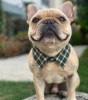 A smiling french bulldog wearing a green plaid upcycled fancy dog collar