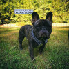 A small black french bulldog wearing a blue upcycled fancy dog collar