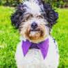 A small black and white curly haired dog wearing a purple upcycled fancy dog collar