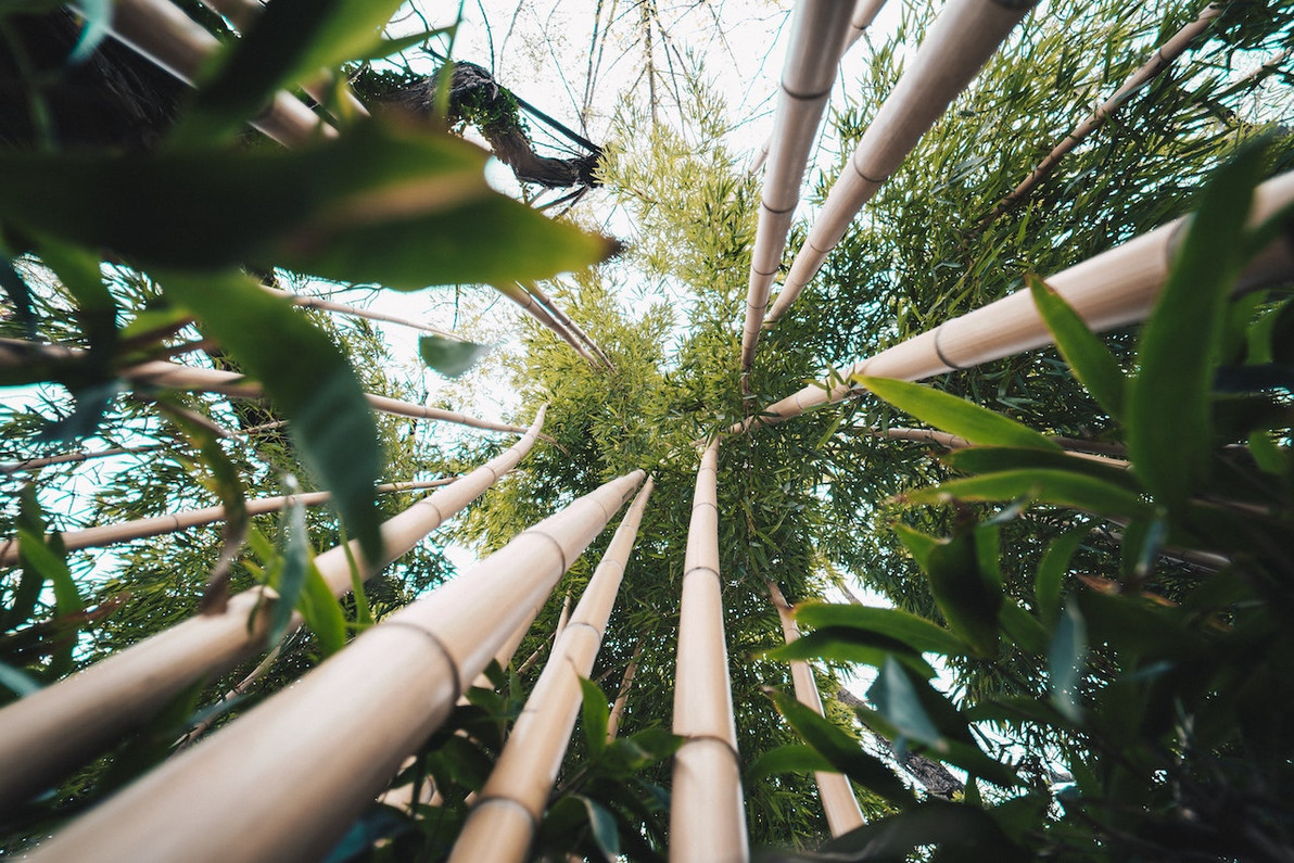 Hello, America? Where's Your Bamboo?