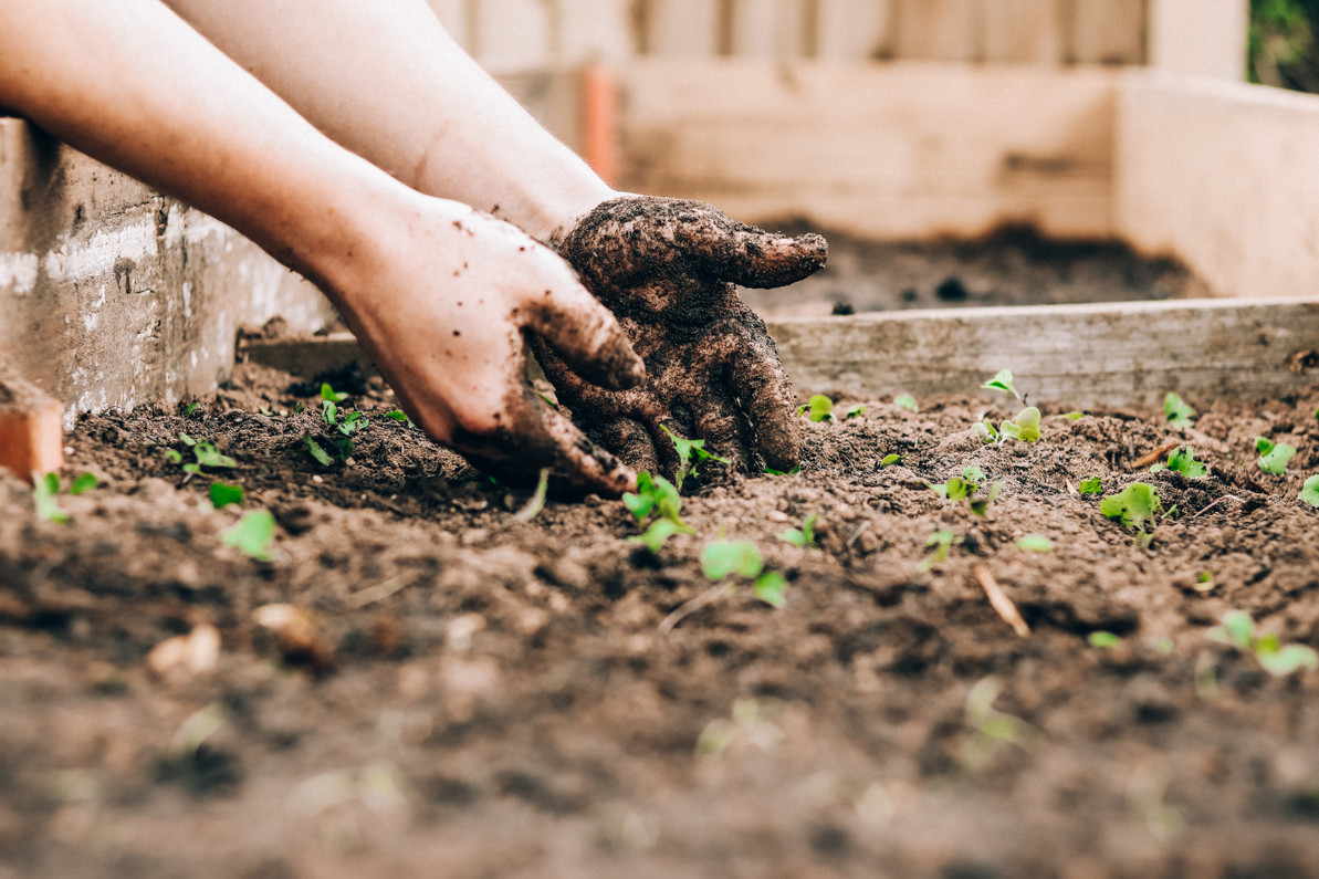 Carbon Offsets for Businesses: Where They Go, What They Do, and Why They Matter