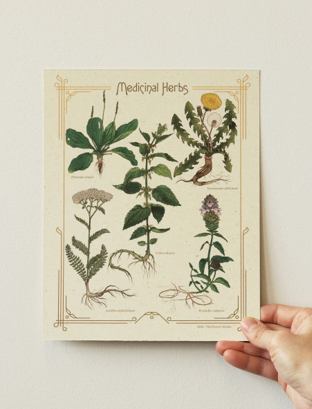 A hand holding up a "Medicinal Herbs" vintage-looking print on yellowy sustainable straw paper