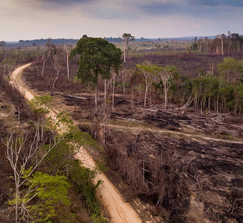 deforestataion-burned-web-brazil-by-paralaxis-shutterstock-1834141219-aspect-ratio-920-845.jpeg