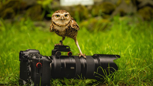 Birds of Prey Experience - Loch Lomond