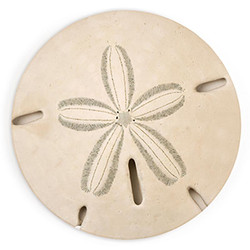 Coastal Collection Round Coaster - Sand Dollar