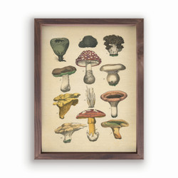 Framed Art - Mushrooms