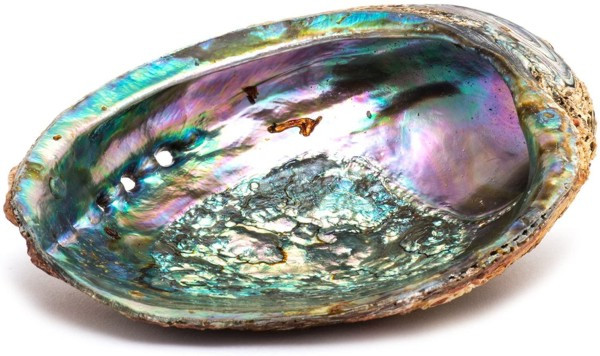 Abalone Shell - sootheyoursoul.com