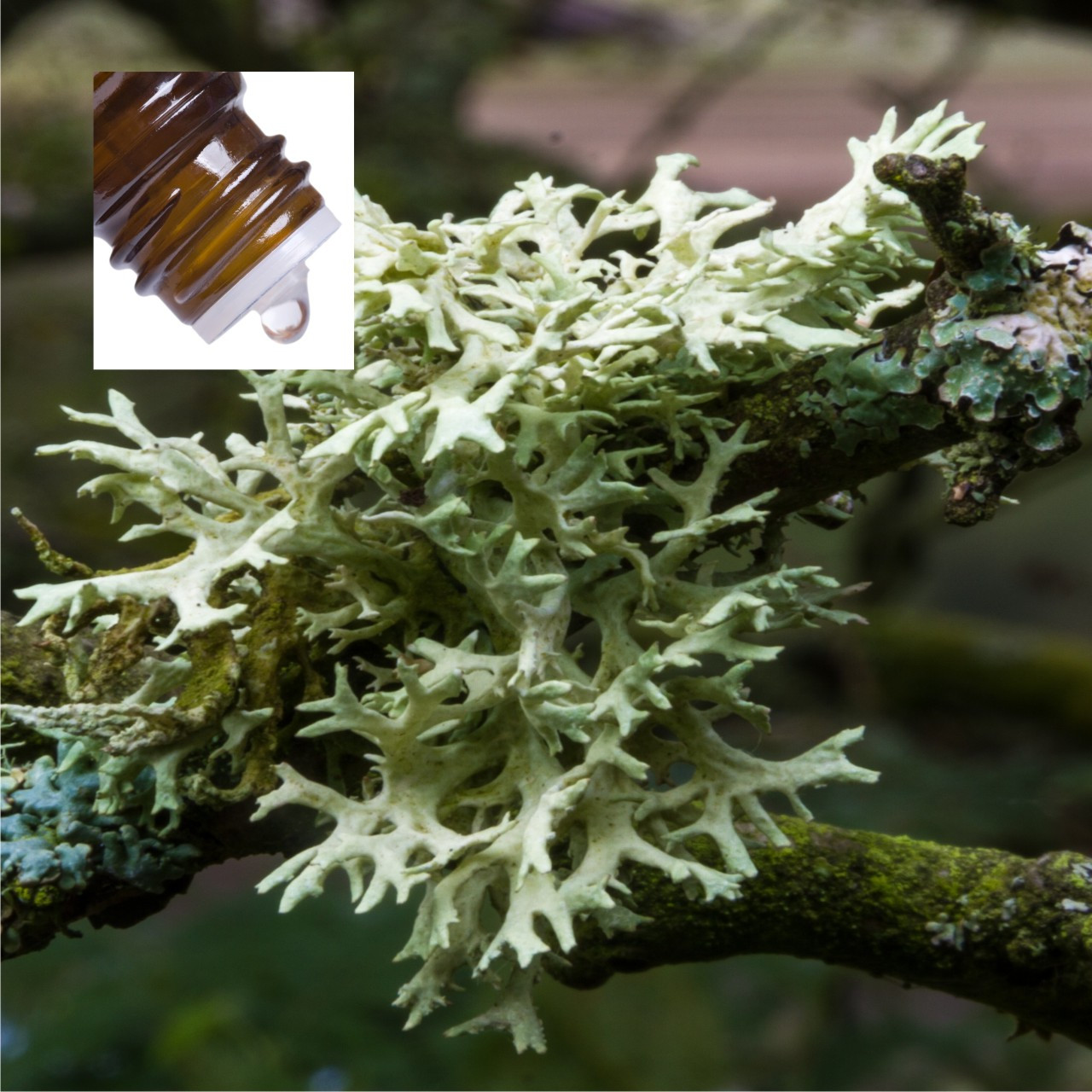 Oakmoss Green Absolute Pure Essential Oil 