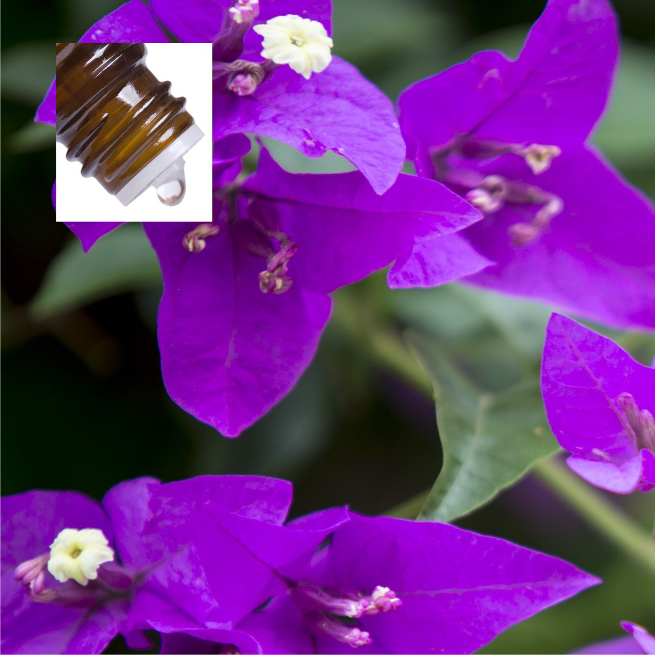 Violet Leaf Absolute Essential Oil