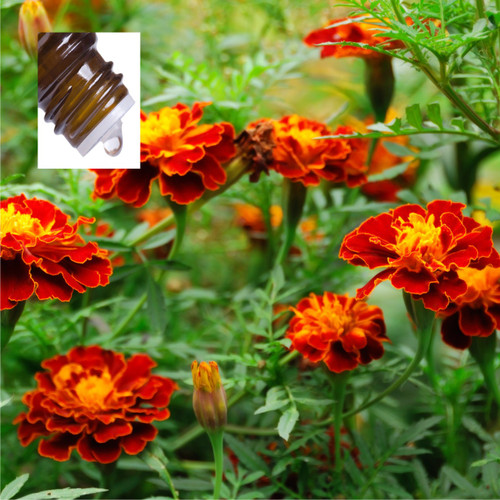 Calendula Absolute Pure Essential Oil