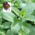 Spearmint USA Pure Essential Oil