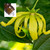 Ylang Ylang 3rd Pure Essential Oil