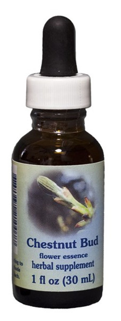 Chestnut Bud 1 oz. Flower Essence