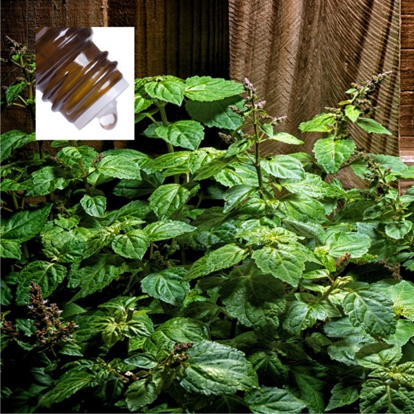 Patchouli Indonesia Pure Essential Oil