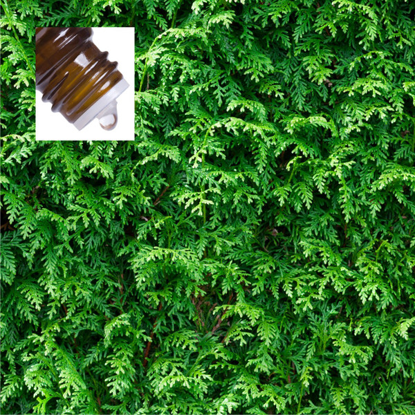 Cedarleaf Thuja Pure Essential Oil