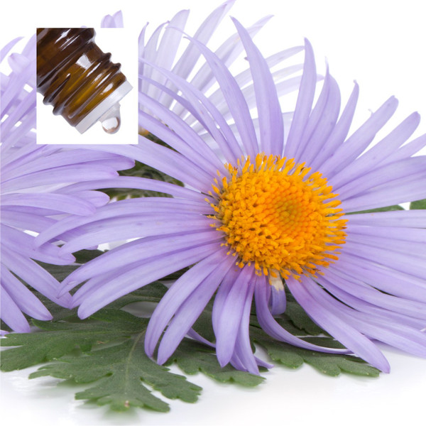 Chamomile Blue Organic German Pure Essential Oil