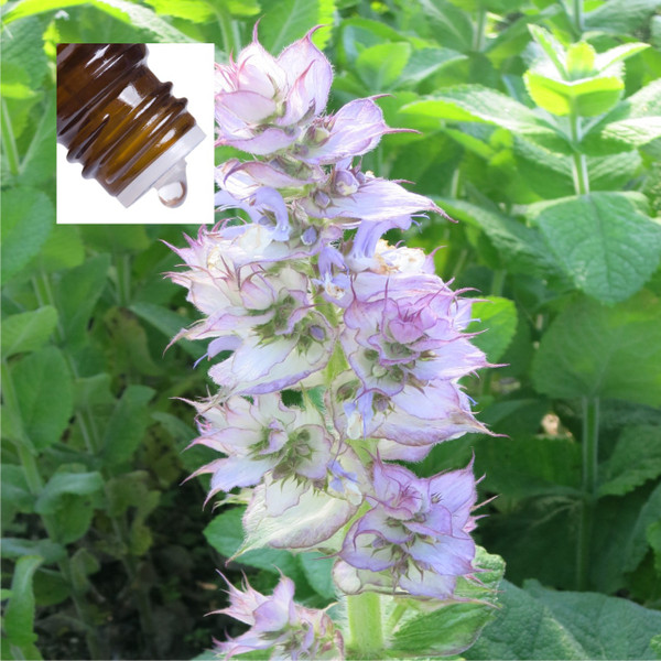 Clary Sage Bulgarian Pure Essential Oil