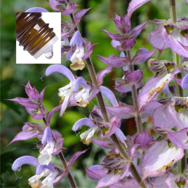 Clary Sage Organic Pure Essential Oil