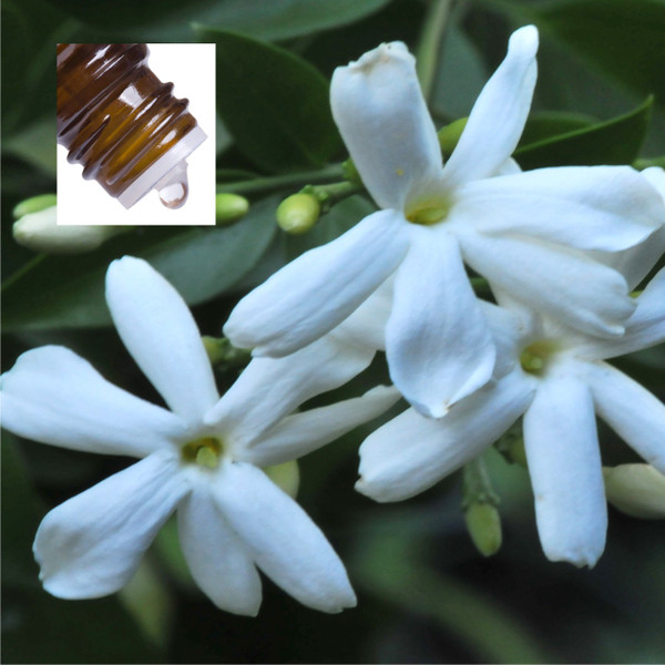 Jasmine Grandiflorum Pure Essential Oil